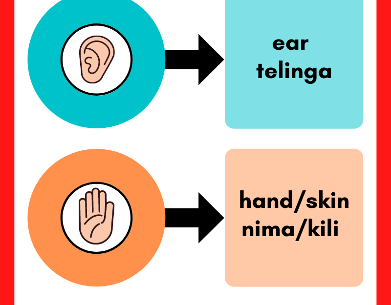 Sensory Organs in Tongan Language